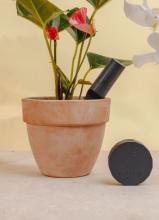 indoor plant with black stick in the pot, and a black round hub next to it 